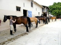 Equitation pour tous sur chevaux et poneys: ENFANTS ADULTES ADOLESCENTS 